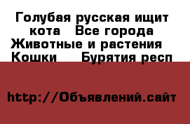 Голубая русская ищит кота - Все города Животные и растения » Кошки   . Бурятия респ.